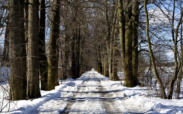 Аномальное тепло в Красноярском крае может привести к ранним лесным пожарам