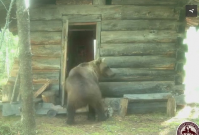 Медведь-вандал разорил избушку в Красноярском крае и попал на камеру