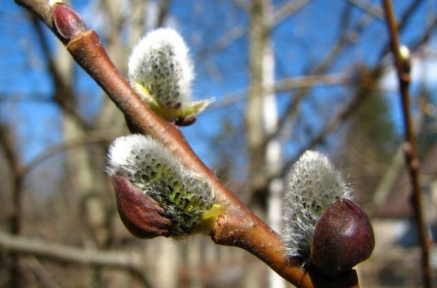 На выходных в Красноярском крае и Хакасии будет тепло