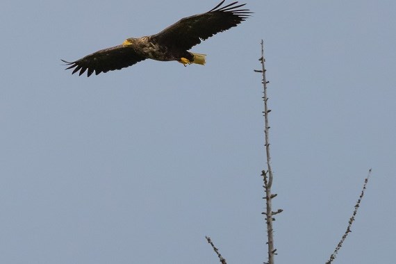 В Красноярский край прилетели редкие орланы и лебеди