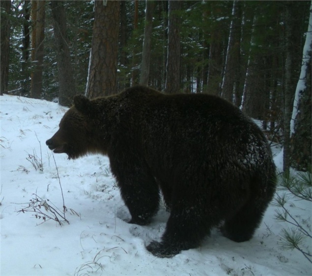 На «Столбах» дружно проснулись медведи и бурундуки