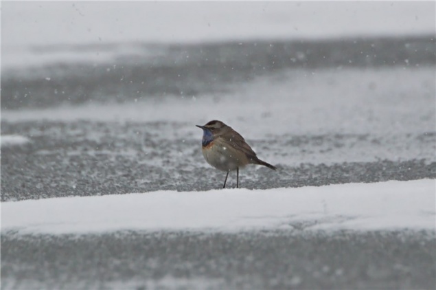 Ураганный ветер в Красноярском крае помешал редким птицам найти дорогу к своим гнездам на севере