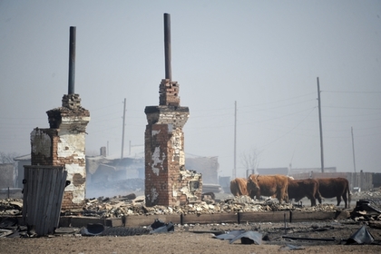 Более 10 тысяч домашних животных погибли в пожарах в Забайкалье