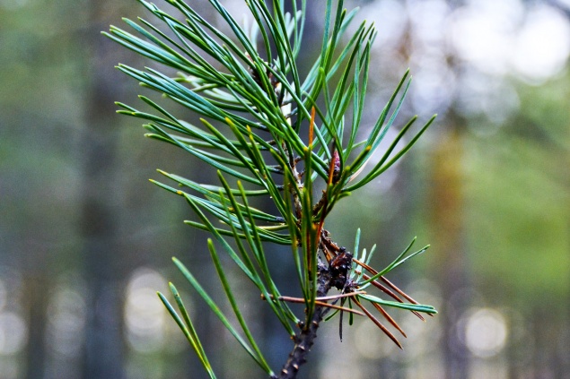 Сосновые иголки в борьбе с вредителями