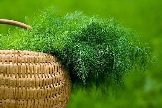 Свойства УКРОПА