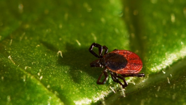 В период потепления усилилась активность клещей в Красноярском крае
