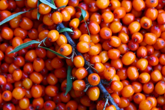 Облепиха — посадка и уход, правила, тонкости, выбор сорта