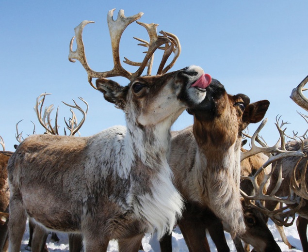 Жители Красноярского края стали держать меньше коров и завели больше северных оленей
