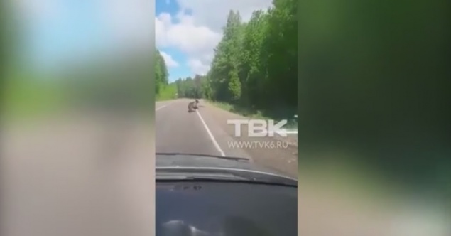 Водитель встретил медведя на трассе в Красноярском крае