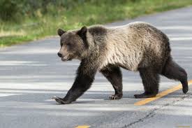 На трассе в Красноярском крае крупный медведь едва не попал под колёса авто