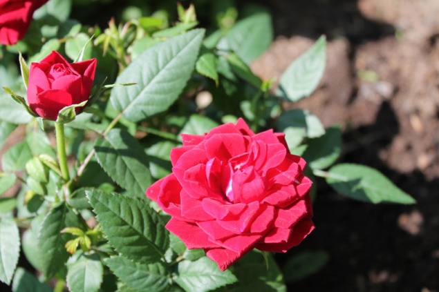 Июнь - Основные работы в саду