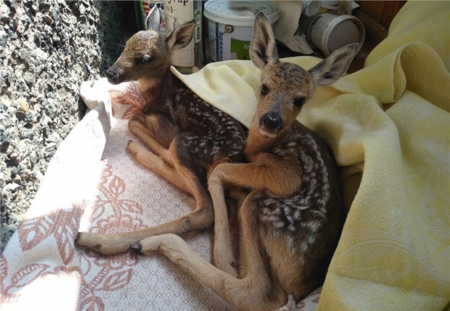 Иркутские туристы вынесли с красноярских «Столбов» новорожденных оленят. Оштрафуют за браконьерство