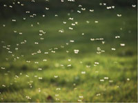 Как избавиться от мошкары на даче