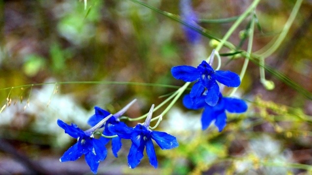 В Красноярском крае зацвело смертельно ядовитое растение: просят не срывать