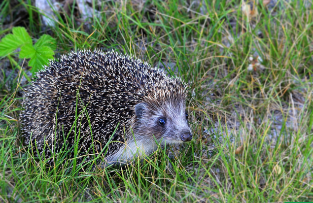 В Кузбассе нескольких детей покусали дикие ежи