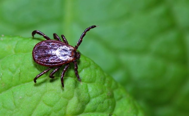В середине лета жители Красноярска и края реже встречались с клещами