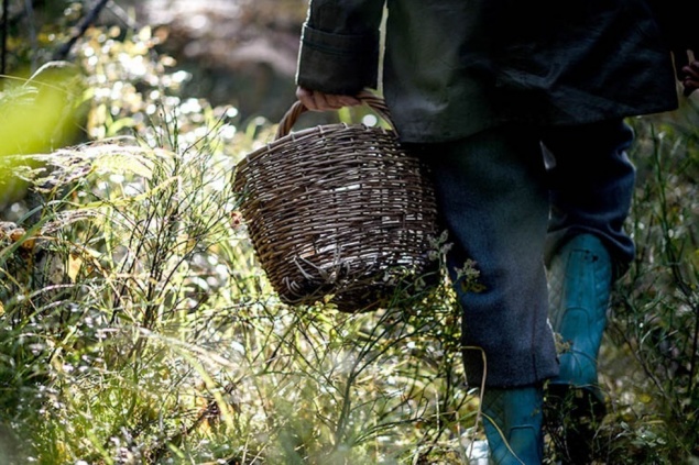 Спасатели вывели из леса пропавшего грибника. Он провел там четверо суток
