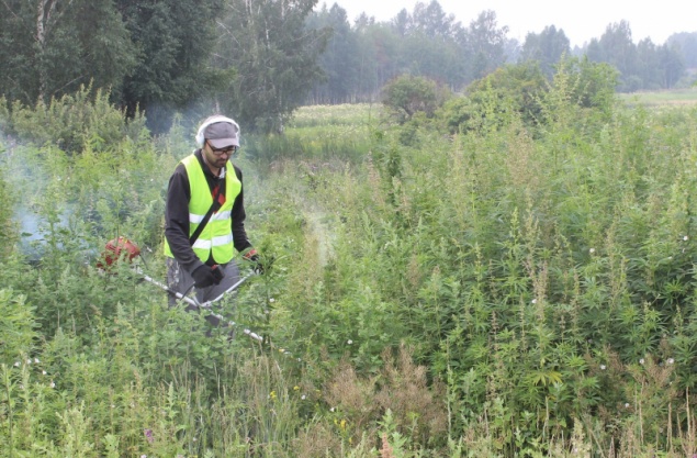 В Ачинске полицейские уничтожили 4 га наркотикосодержащих растений