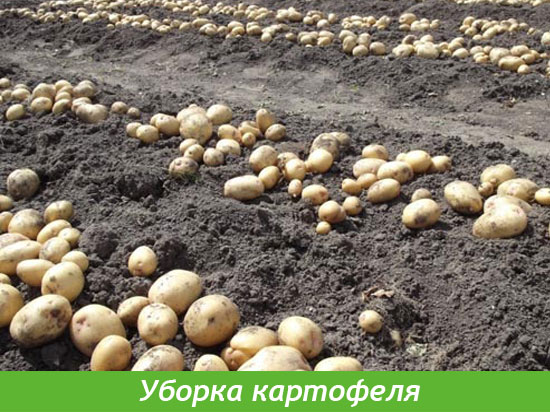 Когда начинать копать картошку?