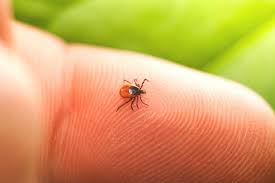 Клещи не успокаиваются: атаковали еще 174 жителей Красноярского края