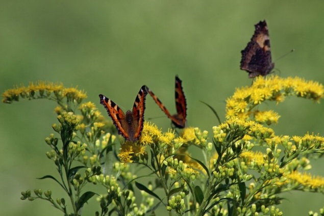 Последняя неделя лета порадует красноярцев теплом