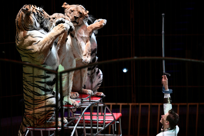 Стало известно отношение россиян к цирковым номерам с животными