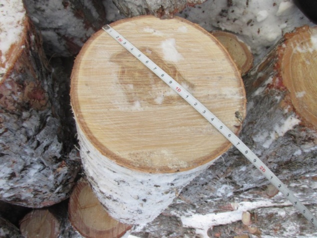 Двое мужчин спилили несколько деревьев в Красноярском крае и получили судимости