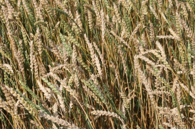 В большинстве районов Красноярского края началась уборочная кампания