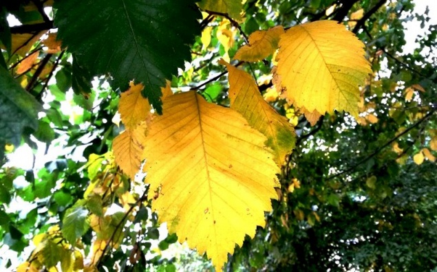 Последний выходной лета порадует красноярцев теплом