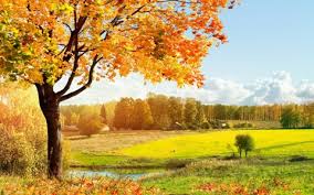 В Красноярск пришла осенняя погода. С каждым днем недели будет все холоднее