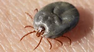 В России предложили генетически «отредактировать» клещей, запретив им размножаться