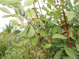 Уход за жимолостью осенью и подготовка к зиме