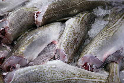 В российской треске не нашли треску