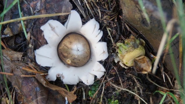 На юге Красноярского края обнаружили редкие «космические» грибы