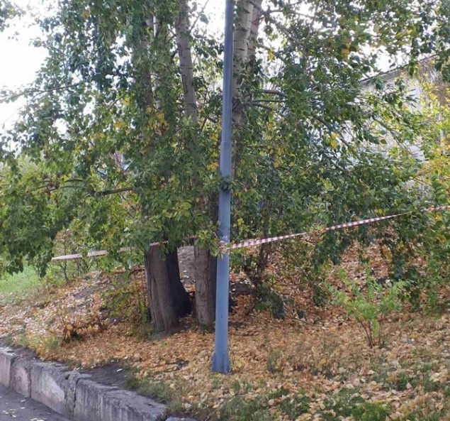 В Красноярских школах и садиках избавятся от старых деревьев