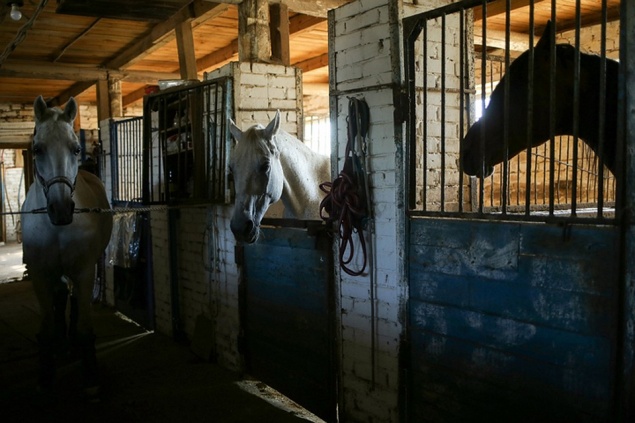 В Красноярске загорелась одна из конюшен ипподрома. Лошади уцелели