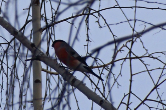 В Красноярский край раньше обычного прилетели снегири