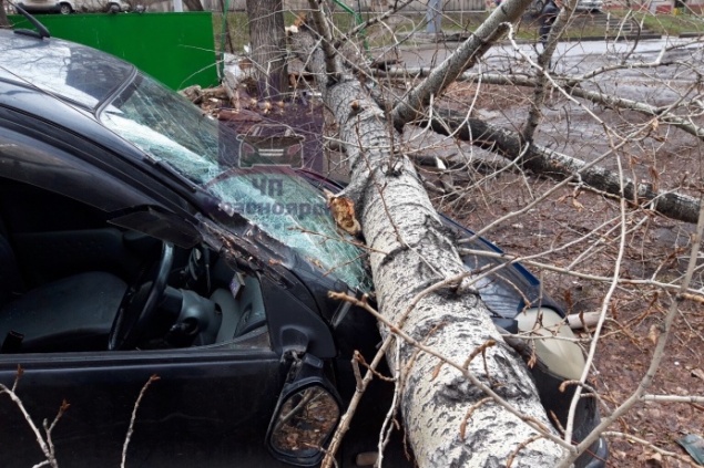 В Красноярске из-за ветра огромный тополь рухнул на «Тойоту»