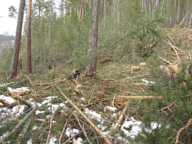В Красноярском крае уже судимый бизнесмен вырубил лес на 3,7 млн