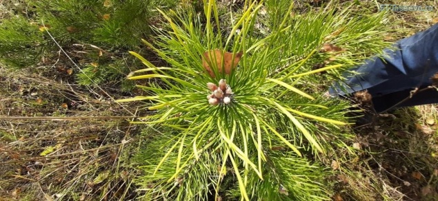 В Красноярском крае восстановили более 82 тысяч гектаров лесов