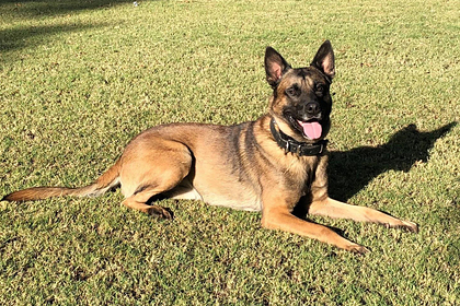 Военного кинолога загрызли его же овчарки