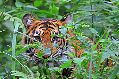 Редкий суматранский тигр растерзал фермера
