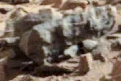 На Марсе нашли насекомых