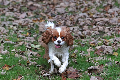 В России задумали маркировать домашних животных