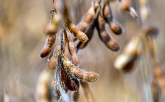 Ученые предупредили об опасности соевых продуктов