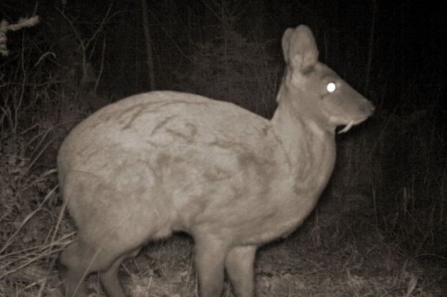 Краснокнижная кабарга попала в объектив фотоловушки в заповеднике