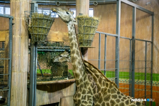 Единственный самец жирафа в красноярском зоопарке погиб ночью от болевого шока
