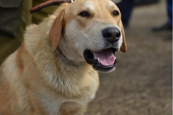 Красноярец месяц ищет пропавшую собаку охотничьей породы. Предлагает награду в 50 тысяч