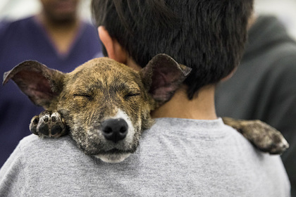 Женщина заразилась опасной инфекцией от лизнувшего ногу щенка