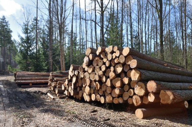 В Красноярском крае женщина засудила отделочника за отклеивающиеся обои и плесень на стенах